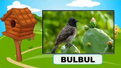 DAV PUBLIC SCHOOL CLASS-4, SCIENCE, CHAPTER-5 BIRDS-BEAKS AND CLAWS PART 1