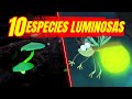 BIOLUMINISCENCIA 🟢 10 ESPECIES LUMINOSAS