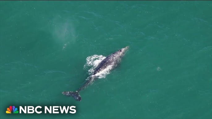 Rare Gray Whale Spotted 200 Years After Extinction In Atlantic