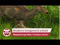 Reh oder Hirsch – was ist der Unterschied? | Begeisterung-Natur | Creators Corner | Welt der Wunder