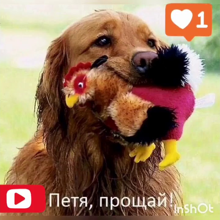 Манекен Challenge || Девочки снимали раз 5 🤣😅 - YouTube
