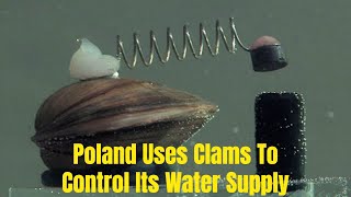 Poland Uses Clams To Control Its Water Supply  #poland  #clams  #water  #science