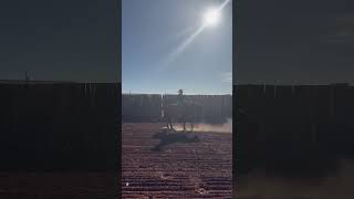 Mounted Shooting Training with a BLM Mustang at Spanish Rose Ranch