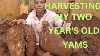 Harvesting my December Big yam