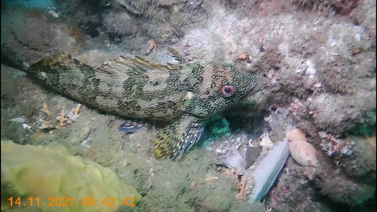 diving Swansea Bridge 141121 YouTube