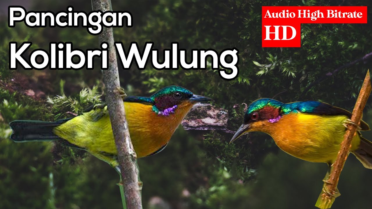 SUARA KOLIBRI WULUNG GACOR UNTUK PANCINGAN KOLIBRI WULUNG BAHAN OMBYOKAN (KOWUL)