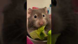 What food can hamsters eat🐹 #cutest2animal #youtube4animal #animals #youtubeshorts #youtubeshort