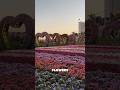 Flowers &amp; butterflies in Dubai #dubaivlog #dubaiattractions #travelvlog #thingstodoinDubai