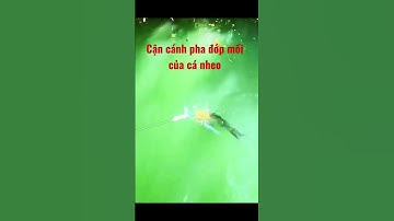 cận cảnh pha đớp mồi của cá nheo quá phê #cauca #fishing #ca #thinhhanh #fish #shorts