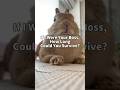 Could You Survive This Bunny Boss?