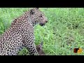 EXTREMELY RARE!!! Leopard carries baby Duiker up a tree to escape from Hyena!!!