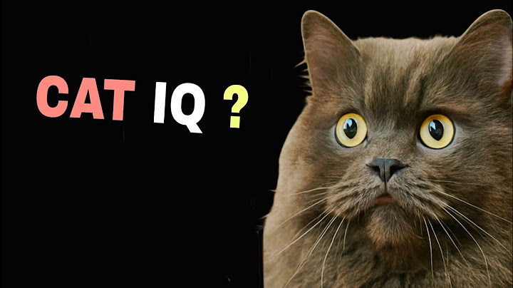 Cat IQ Test