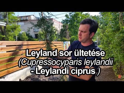 Videó: A leylandi ciprusfák megbarnulnak télen?