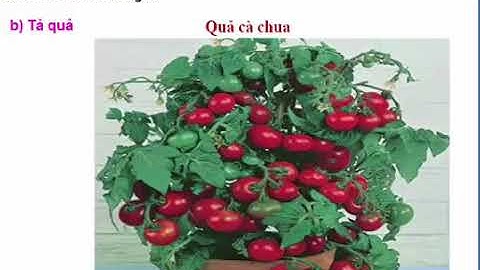 Môn TLV lớp 4- Tuần 23- Bài: Luyện tập miêu tả các bộ phận của cây cối   Trường TH Trần Bình Trọng