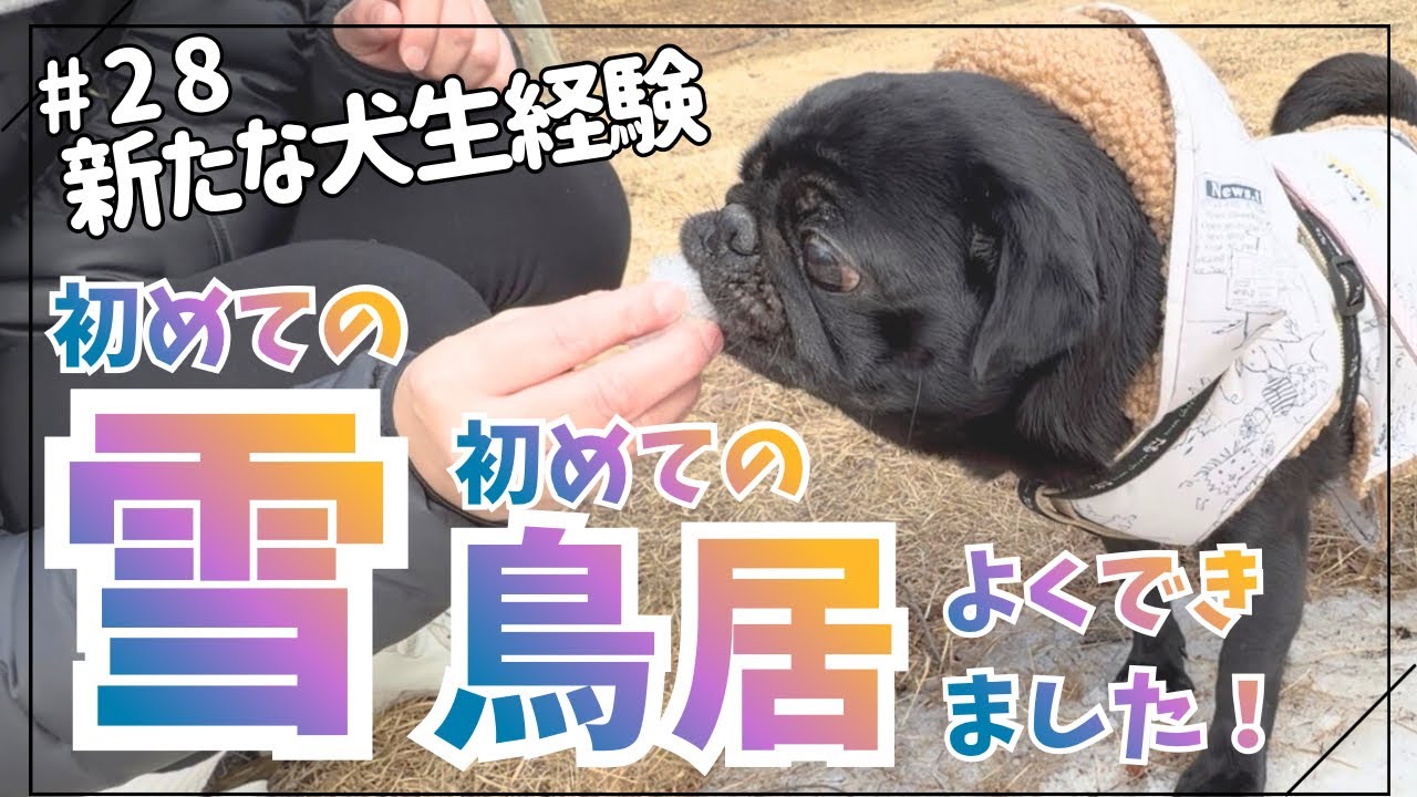 #28 初めての雪・鳥居！新たな犬生経験でした。