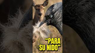 Este Ciervo No Sabe Que Le Están Robando 🐦‍⬛🦌🐦‍⬛