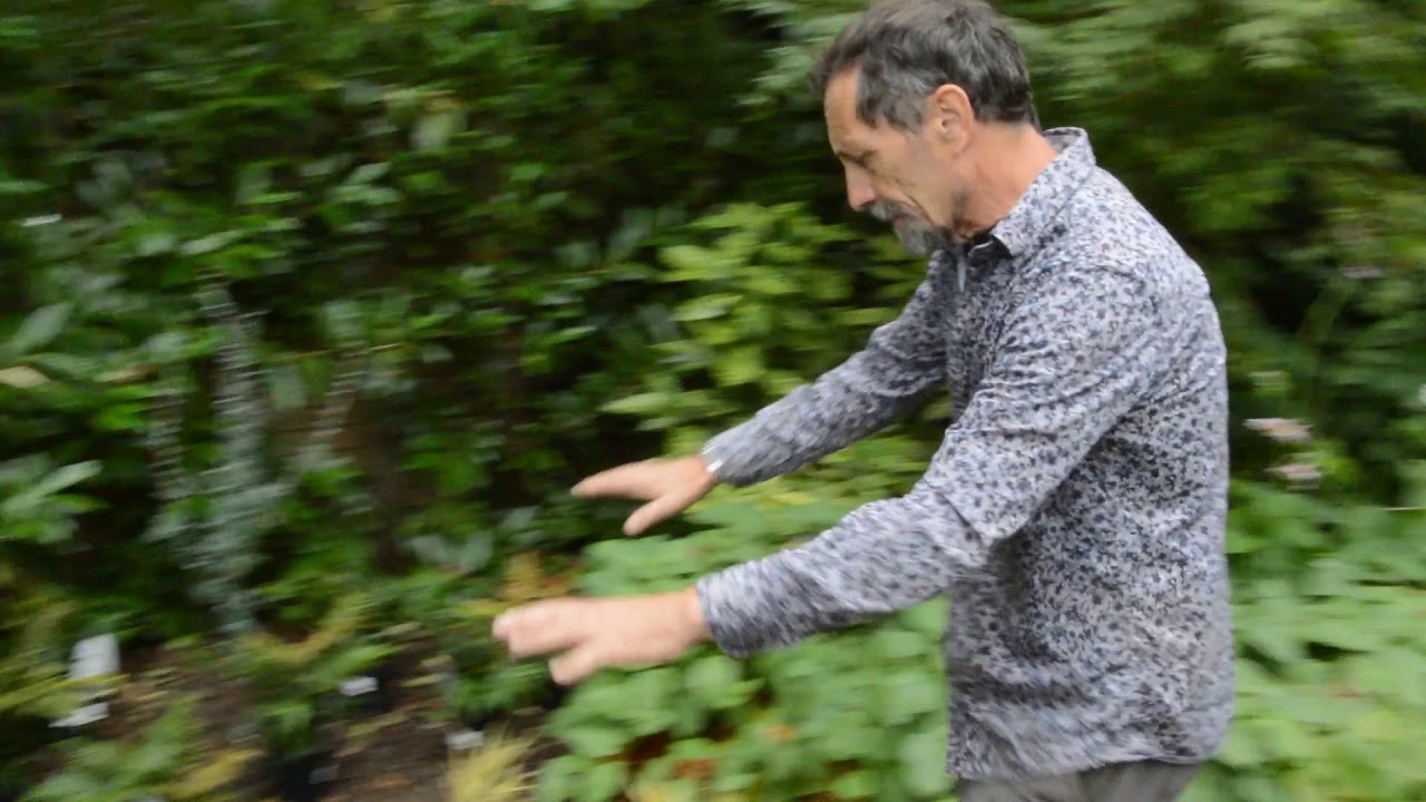 Why And How To Cut Back Overgrown Plants Part 2 YouTube why-and-how-to-cut-back-overgrown-plants-part-2-youtube
