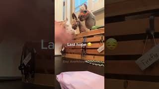 Do u guys like these vids? #horse #hobbyhorse #equestrian #trend #viral #fyp #dontflop #plsdontflop