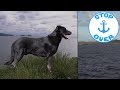 The dog of Cape Horn - Crazy world stories (Documentary, Discovery, History)