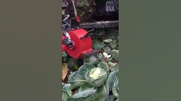 Thu hoạch bắp cải 🥬 bằng máy nông nghiệp tiên tiến / Harvest cabbage advanced agricultural machines