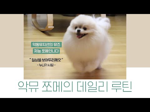 데일리루틴│<strong>악동뮤지션의</strong> 뮤즈(자칭) 🐶 제 일상을 보여두리께오!│JJOME’S DAILY ROUTINE