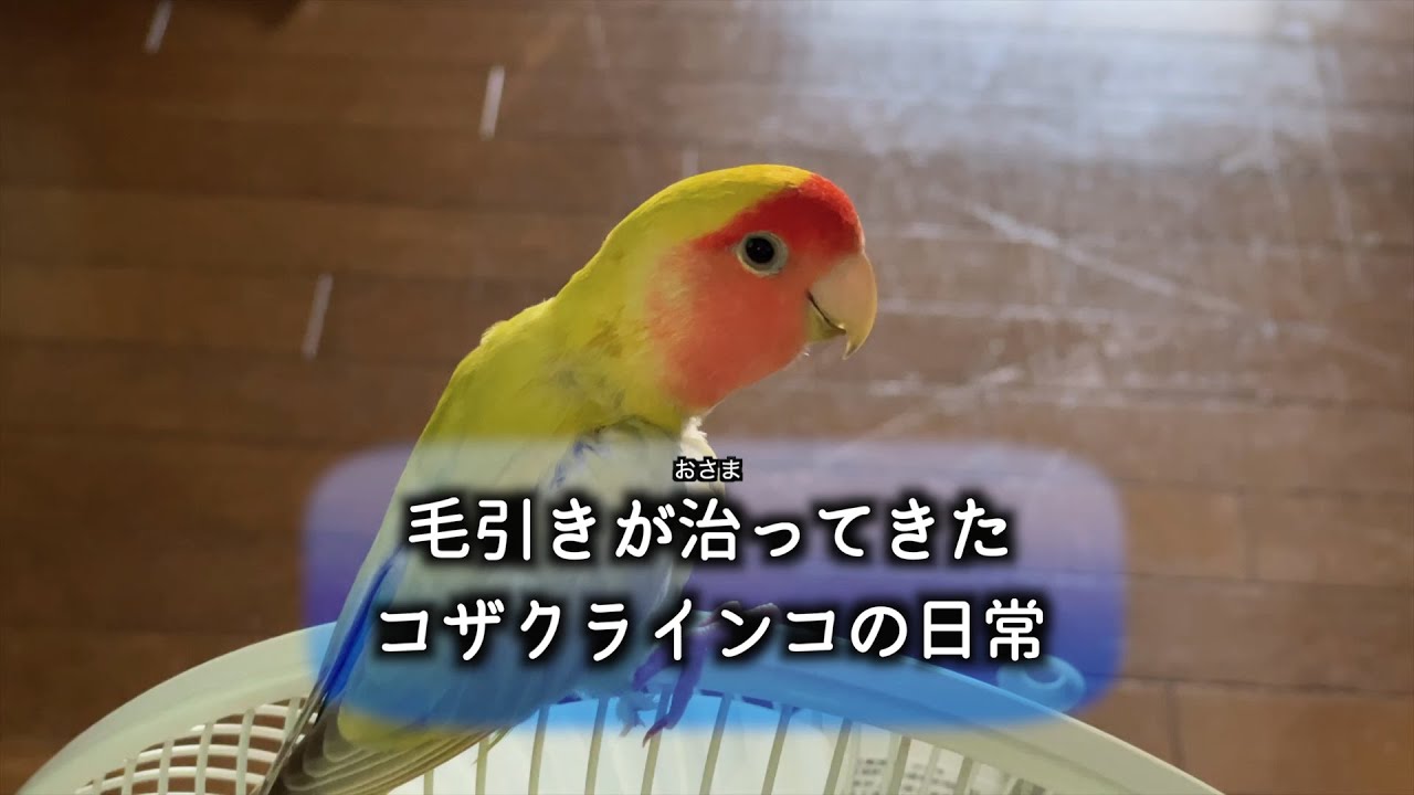 インコ 毛 引き 治っ た