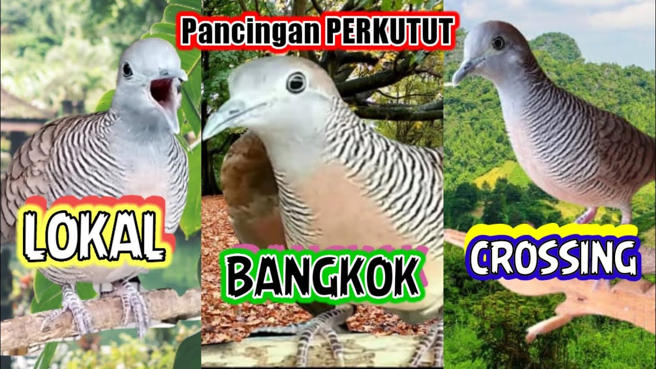 Pancingan perkutut 3 suara, Perkutut LOKAL - Perkutut BANGKOK - PERKUTUT CROSSING
