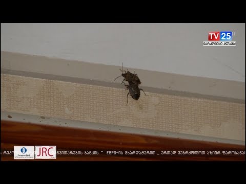 სეს-ქვემო ქართლში ფიტოსანიტართა ჯგუფი აზიურ ფაროსანაზე აქტიურ მონიტოგრინგს ანხორციელებს