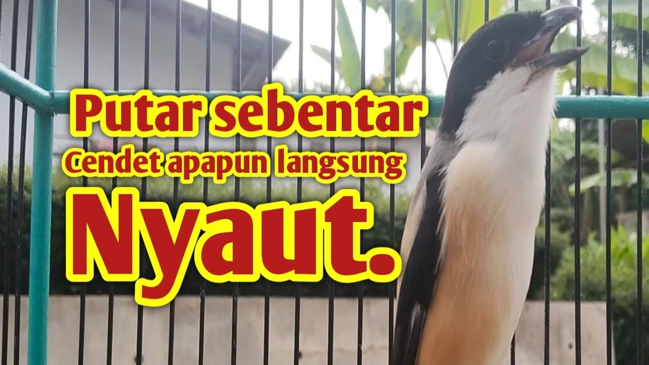 PANCINGAN CENDET GACOR PAGI SIANG SORE. Dijamin cendet apapun langsung Nyaut. 