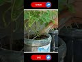Cultivation Watermelon  #gardening #farming #easyfarming #growingplants #viralvideo