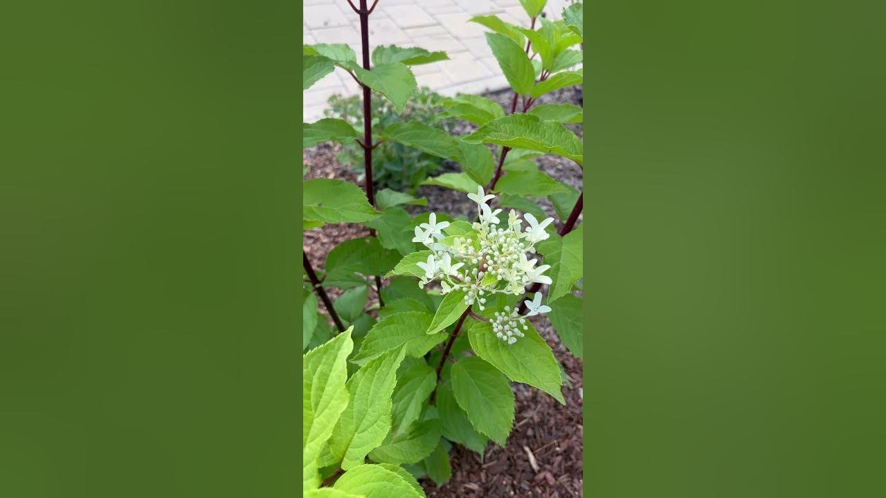 Метельчатая гортензия Стар Роуз#Star rose hydrangea panicul - YouTube
