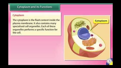 Class 8 | Science | Ch-2 Cell - Structure and Function | Visual Video | Prepared under Nipun Nayyar