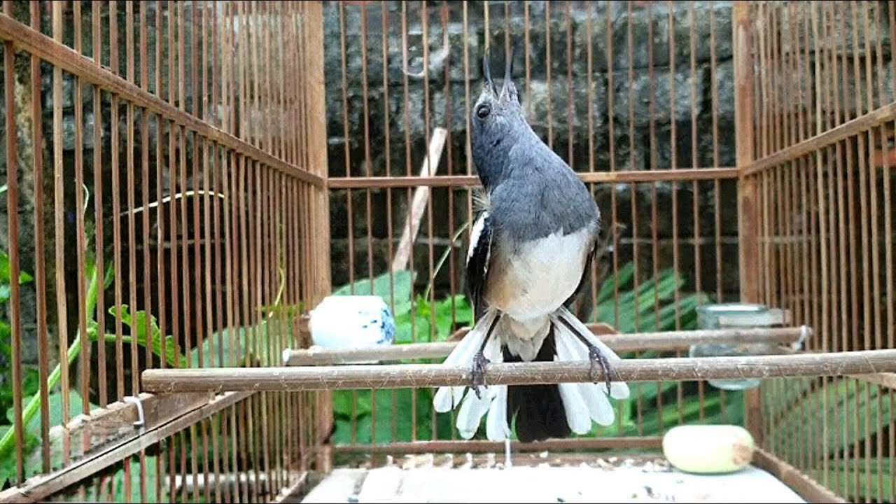 chòe than mái HUÝT KÈM THÚC TRỐNG.chòe than mái kích trống căng lửa.chim chích chòe than mái hót