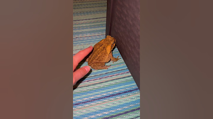 This is Why YOU Should NEVER Pet a Toad! #shorts