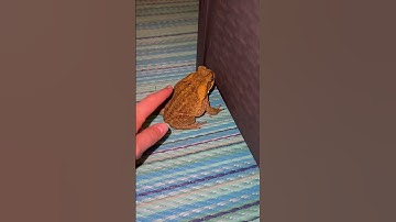 Thumbnail of This is Why YOU Should NEVER Pet a Toad! #shorts