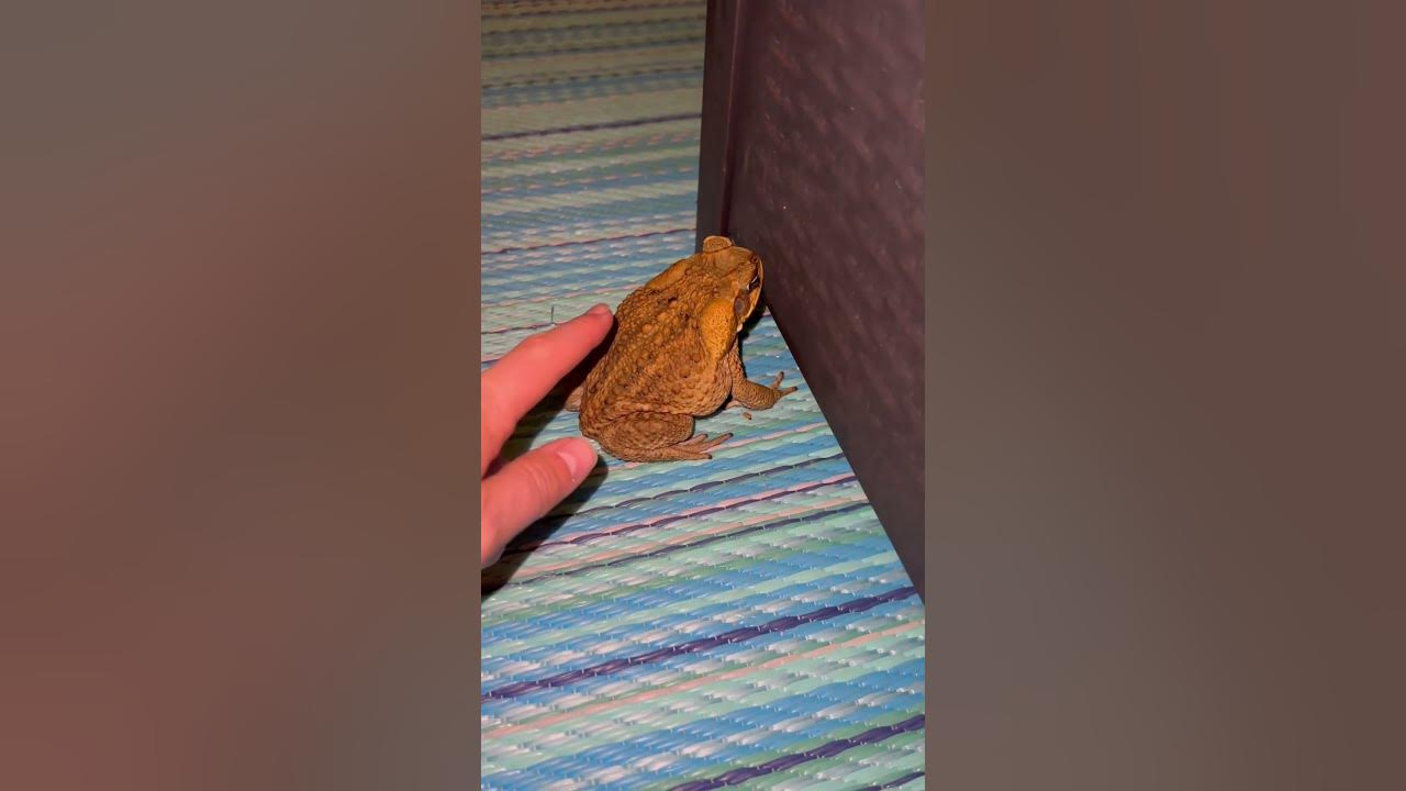This is Why YOU Should NEVER Pet a Toad! #shorts This is Why YOU Should NEVER Pet a Toad! #shorts