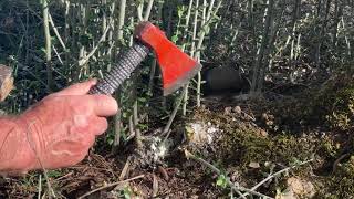 HOW WE CUT THE WILD BRANCHES ON OLIVE TREES