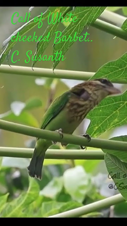 Call of White-cheeked Barbet.. #birds #birdsofindia #nature #birdsofkerala #birdwatching