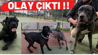 Cane Corso Sahi̇plendi̇k Dev Cane Corsolar Ayni Evde