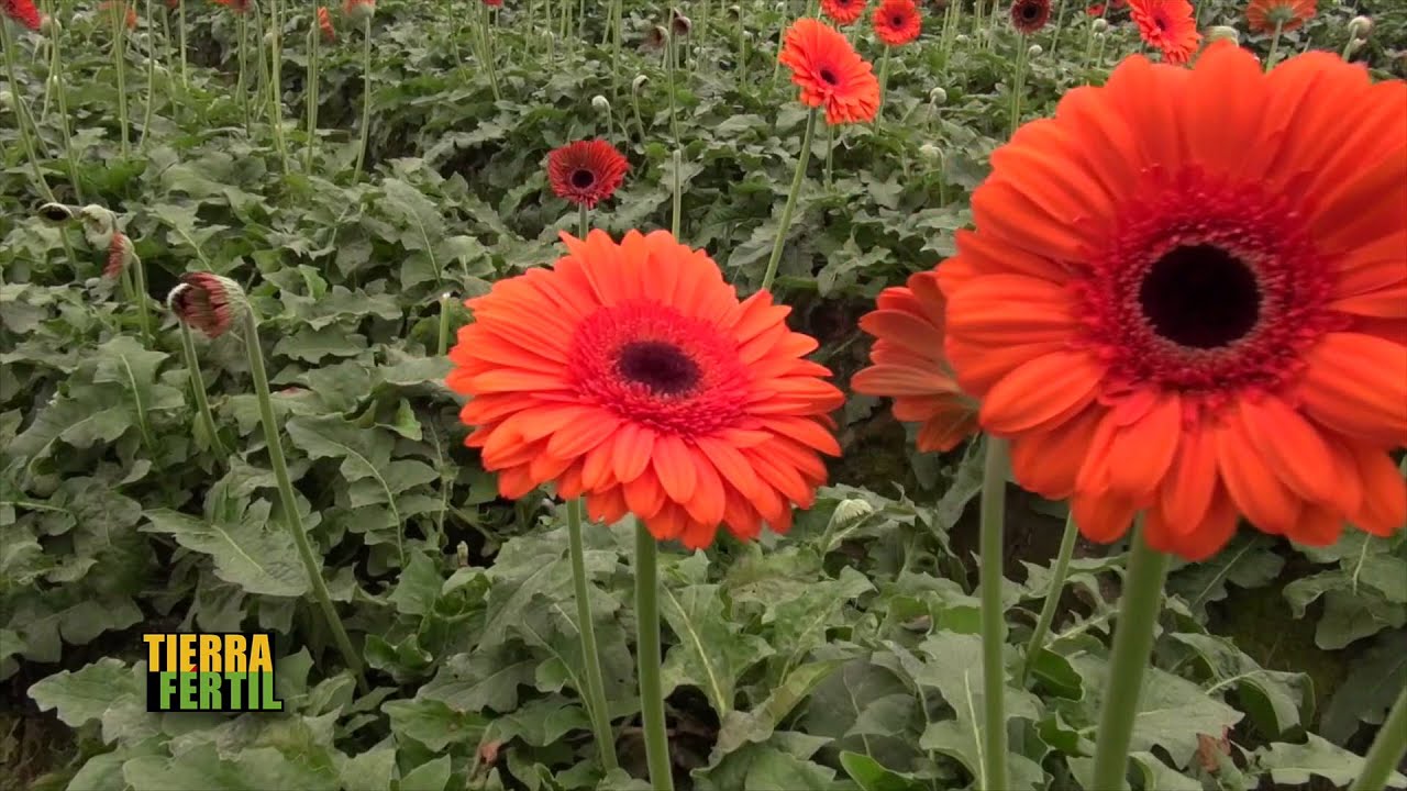 TIERRA FÉRTIL Cultivo de gerbera (13 de febrero de 2016) - YouTube