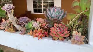 Tour Of An Amazing Succulent Garden @ChopstickandSucculents #plantlover #succulents #gardening