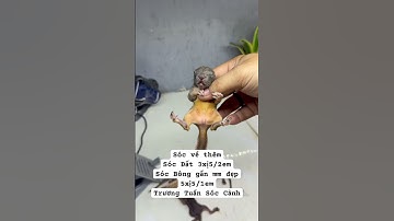 Sóc Bông , Sóc Đất - giá rẻ - Trương Tuấn Sóc Cảnh