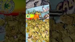 Review : Summer 🎉 pack a new mix’s from wiltedflowers