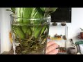 Water Propagation of Zz Plant Leaf Cuttings