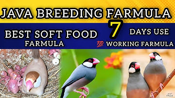 How to Make Soft Food for Java Sparrow | Java Sparrow Breeding Formula | Java Sparrow Breeding Tips