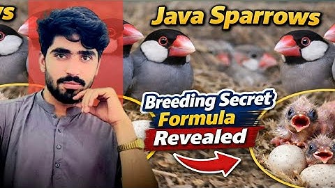 How to Make Soft Food for Java Sparrow | Java Sparrow Breeding Formula | Java Sparrow Breeding Tips