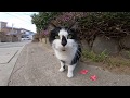 道路で出会ったハチワレ猫ちゃんが人懐っこ過ぎる