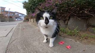 道路で出会ったハチワレ猫ちゃんが人懐っこ過ぎる