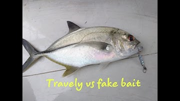Câu cá biển/Câu cá bè bằng mồi giả tự làm/travelly vs fake bait