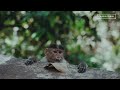 Relaxing 4K Video Animal